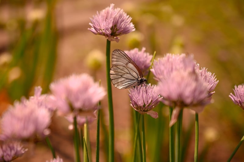Butterfly Effect Missions
